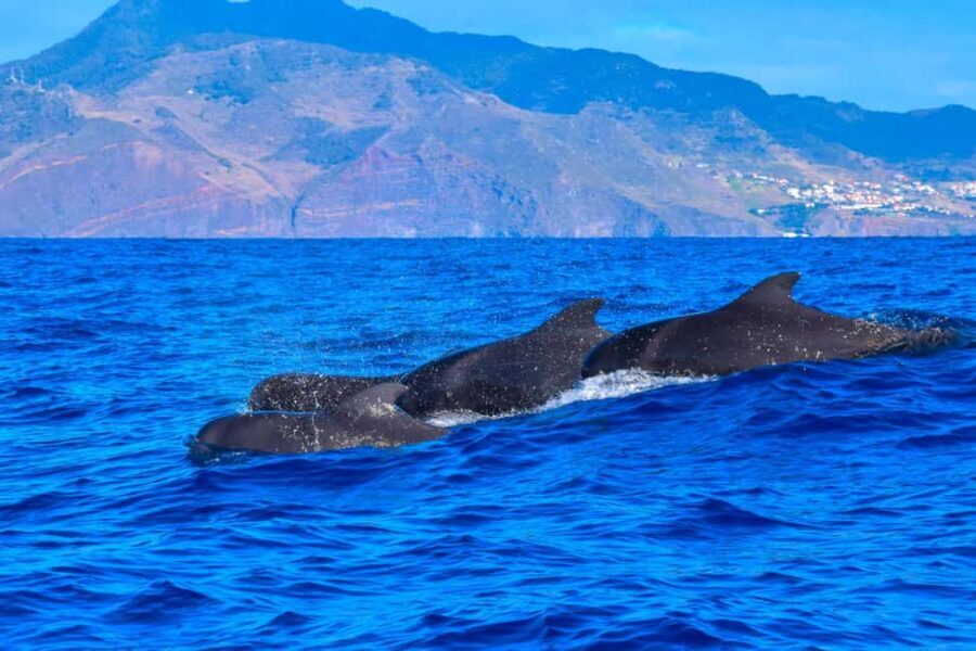 Madeira: Guaranteed Whales or Dolphins Watching Tour - Stop 2 and beyond: learning at sea and the return to the pier