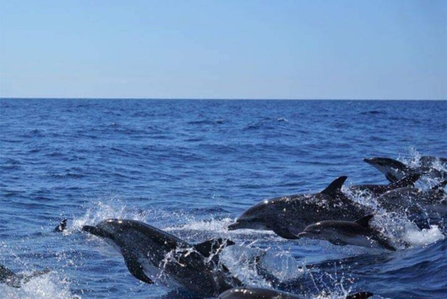 Madeira: Guaranteed Whales or Dolphins Watching Tour - Price and value: is $55 really fair for Madeira whale watching?