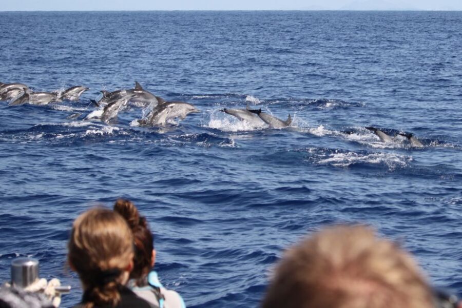 Madeira: Guaranteed Whales or Dolphins Watching Tour - Getting on board at Funchal’s new marina: timing and parking that actually help