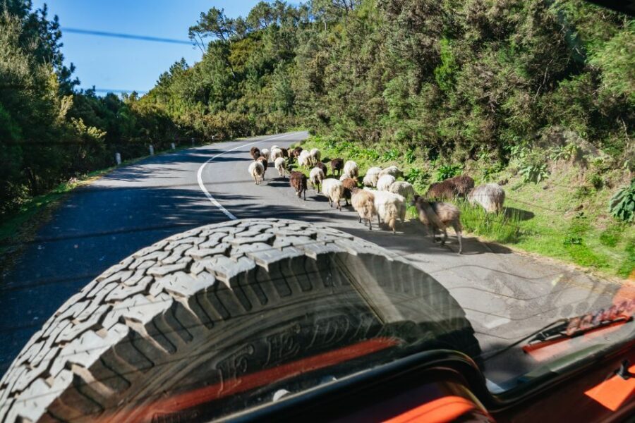 Madeira: Half-Day Pico Arieiro Jeep Tour - Portela Viewpoint for Porto da Cruz: North Coast Drama