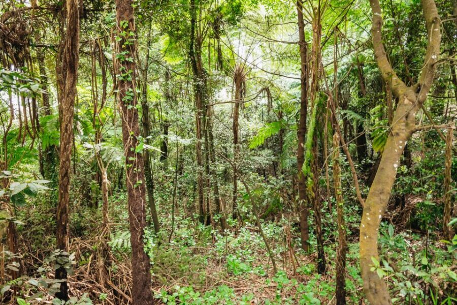 Madeira: Half-Day Pico Arieiro Jeep Tour - Who Should Book This Jeep Tour (And Who Might Skip It)