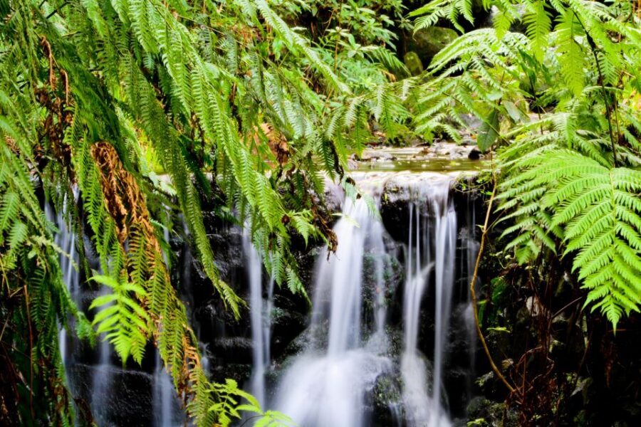 Madeira Island: Caldeirão Verde Levada Walk - Timing, group pace, and how long you’ll really be out