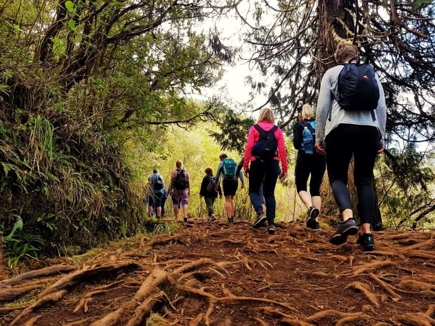Madeira Island: Caldeirão Verde Levada Walk - Who should book this Caldeirão Verde levada walk