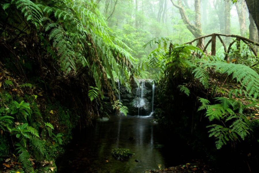 Madeira Island: Caldeirão Verde Levada Walk - Should you book it?