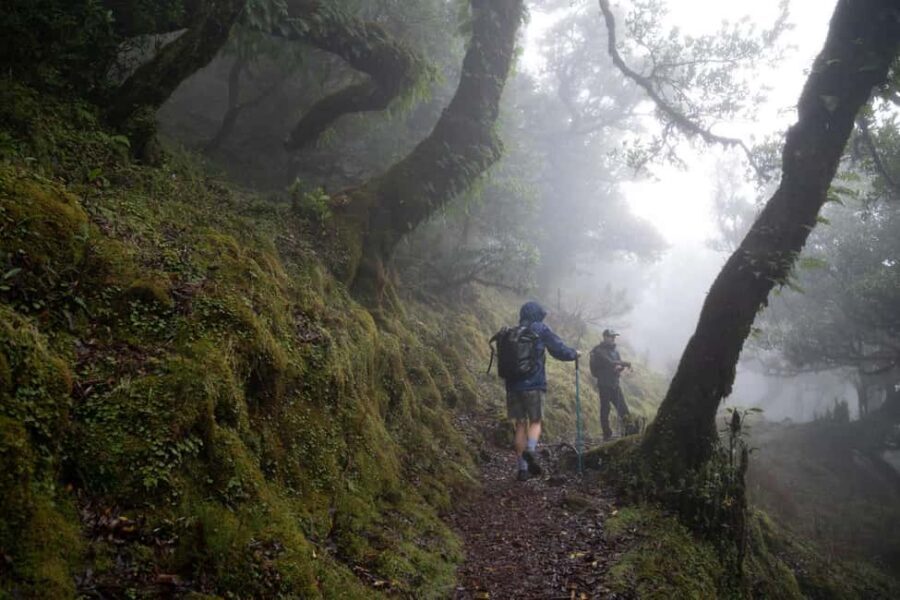Madeira: PR 9 - Levada do Caldeirão Verde Hike Transfer - Why PR9 Levada do Caldeirão Verde hits different