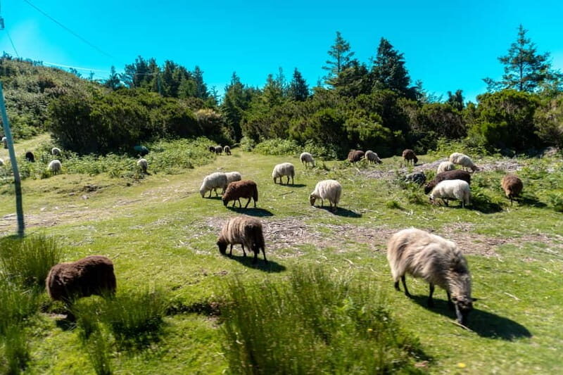 Madeira: Santana Jeep Safari and Balções Levada Walk - Balcões Levada: the walk that feels like a nature class