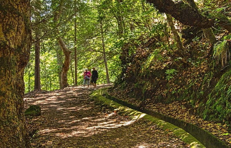 Madeira: Santana Jeep Safari and Balções Levada Walk - Ribeiro Frio and Faial: the short stops that keep the day flowing