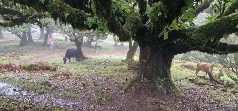 Madeira West Island Full-Day Tour with Fanal Forest - Seixal waterfalls, Ribeira da Janela viewpoints, and São Vicente