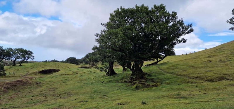 Madeira West Island Full-Day Tour with Fanal Forest - The three-course lunch with drinks, and why it makes the tour feel good
