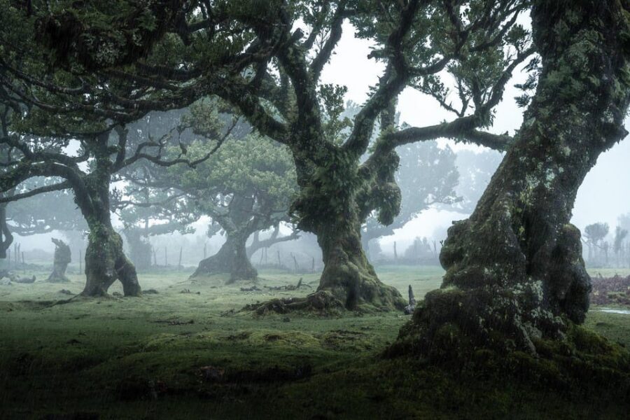 Madeira: West Tour With Guide Fanal Forest SykWalkExperience - Key things that make this tour worth your time