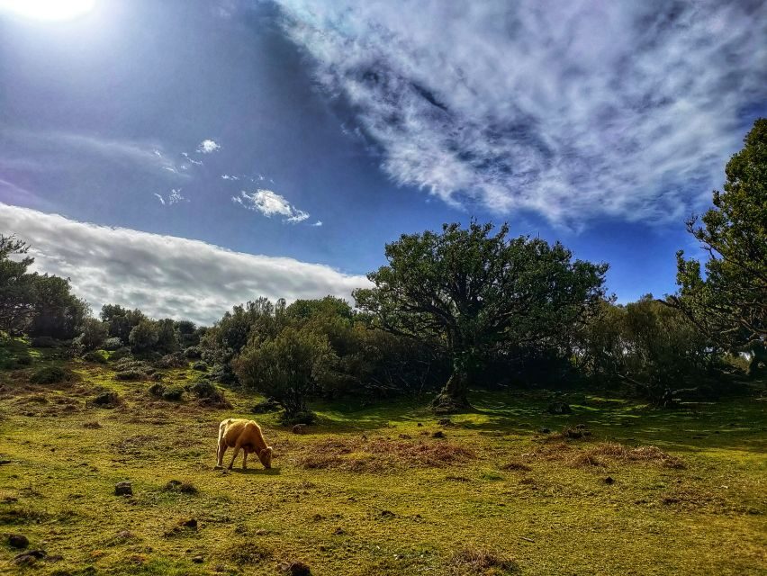 Madeira: Western Madeira Guided Trip & Fanal Mystic Forest - Pickup From Funchal or Câmara de Lobos (and Why It Matters)