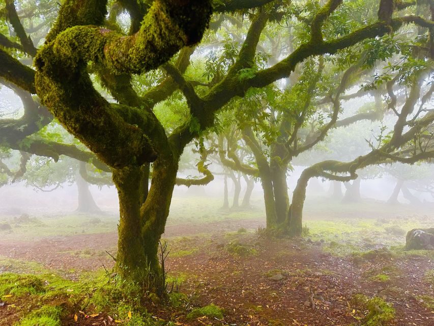 Madeira: Western Madeira Guided Trip & Fanal Mystic Forest - Ribeira Brava to Fanal: UNESCO Laurissilva in Mist