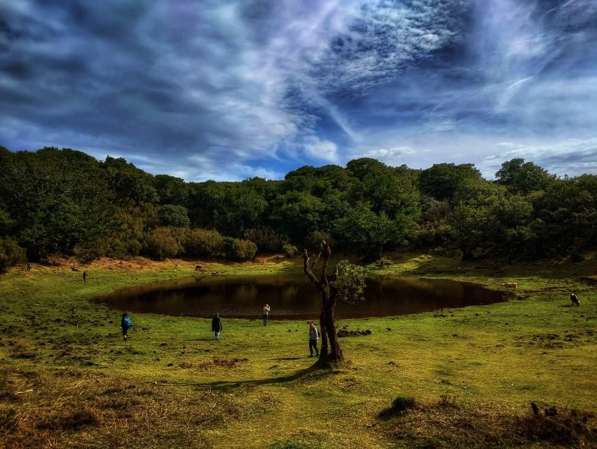 Madeira: Western Madeira Guided Trip & Fanal Mystic Forest - What You’re Really Paying For: Value at Around $35