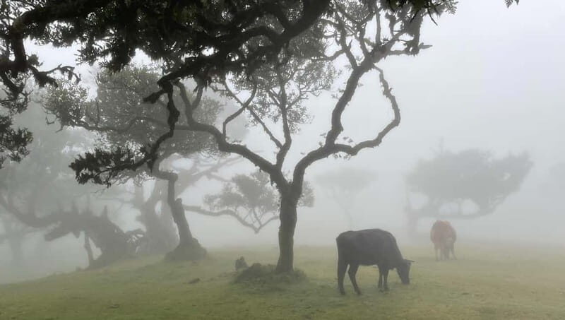 Madeira: Westside Achadas Cruz, Moniz, Seixal and Fanal - Why This West-and-North Madeira Route Feels Like a Road Trip