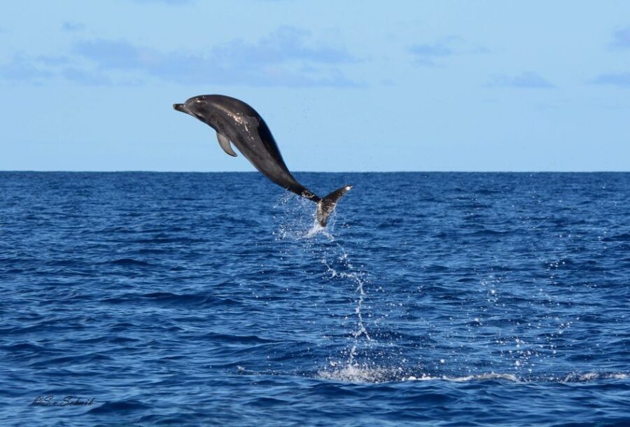 Madeira: Whale and Dolphin Watching Tour - Should you book Madeira Sea Emotions for whale and dolphin watching?