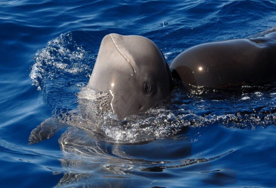 Madeira: Whale and Dolphin Watching Tour - How the 2-hour flow works: from Dreams Hotel to offshore