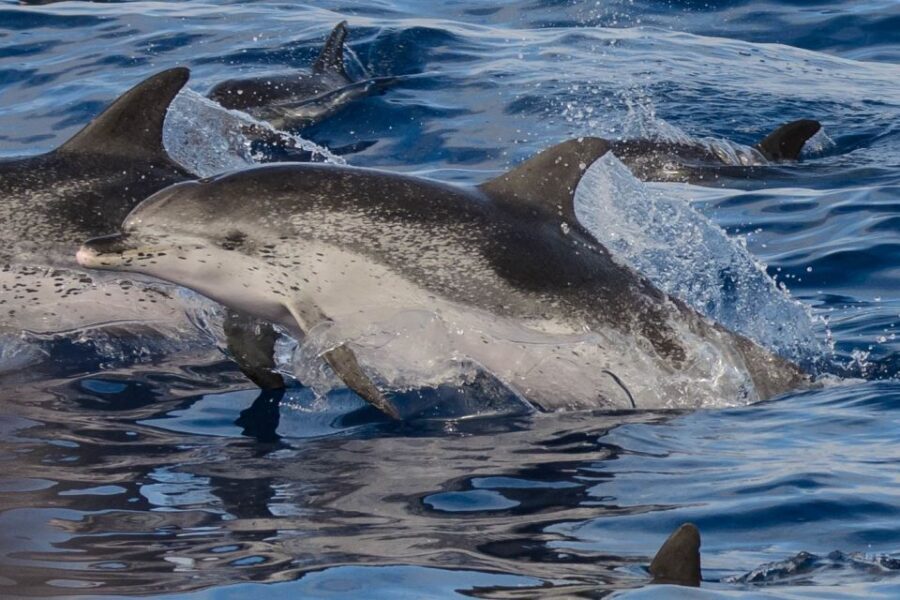 Madeira: Whale and Dolphin Watching Tour - Watching for whales, dolphins, and turtles off Ponta de São Lourenço
