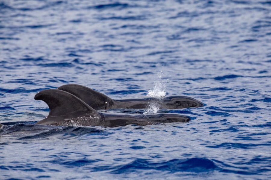 Madeira: Whale and Dolphin Watching Tour - Summer upgrade: snorkel and swim at the rocky point