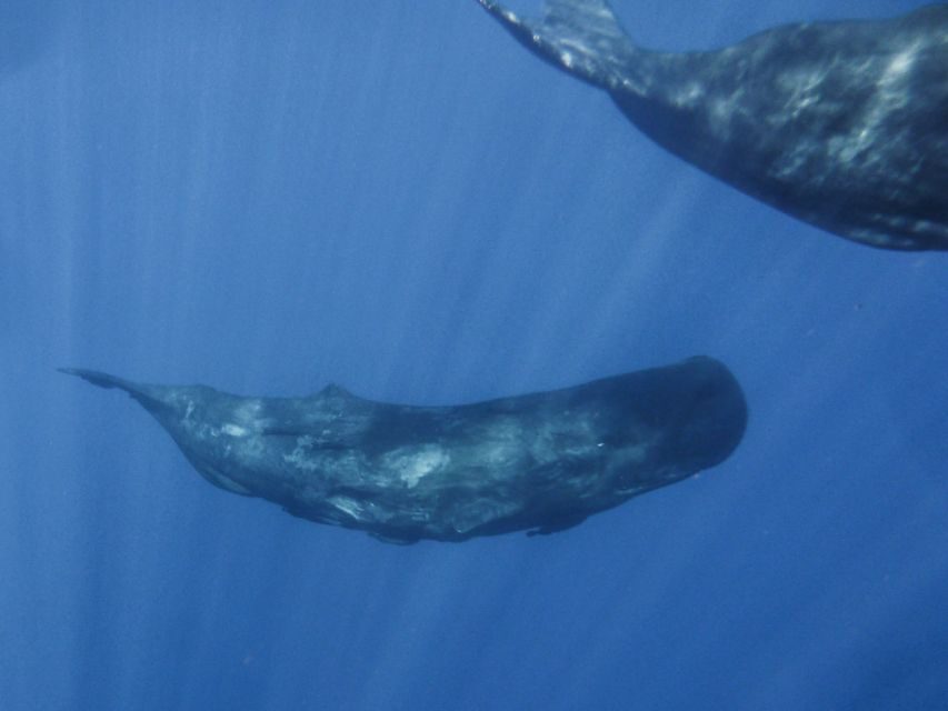 Madeira: Whale and Dolphin Watching Tour - Price and value: what $70 buys you (and what it doesn’t)