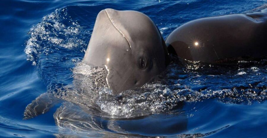 Madeira: Whale and Dolphin Watching Tour - Madeira Sea Emotions: speedboat power, safety brief, and a real guide