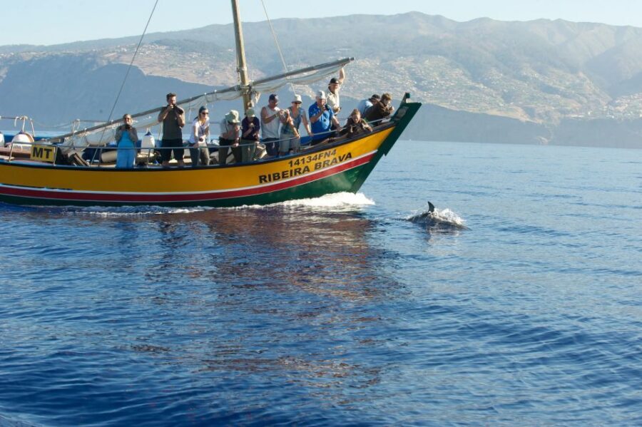 Madeira: Whale Watching Excursion in a Traditional Vessel - Best fit: who should book Lobosonda’s Madeira whale watching trip
