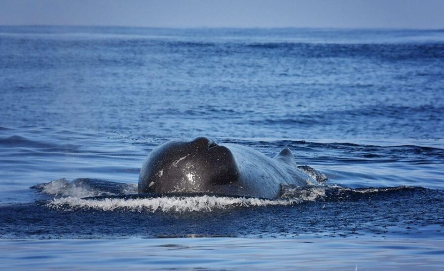 Madeira: Whale Watching Excursion in a Traditional Vessel - Meeting in the Marina: where to find the launch without stress