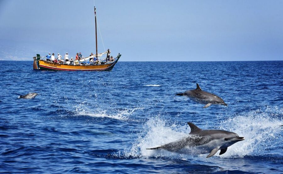 Madeira: Whale Watching Excursion in a Traditional Vessel - Sailing into protected marine areas: what the guides look for