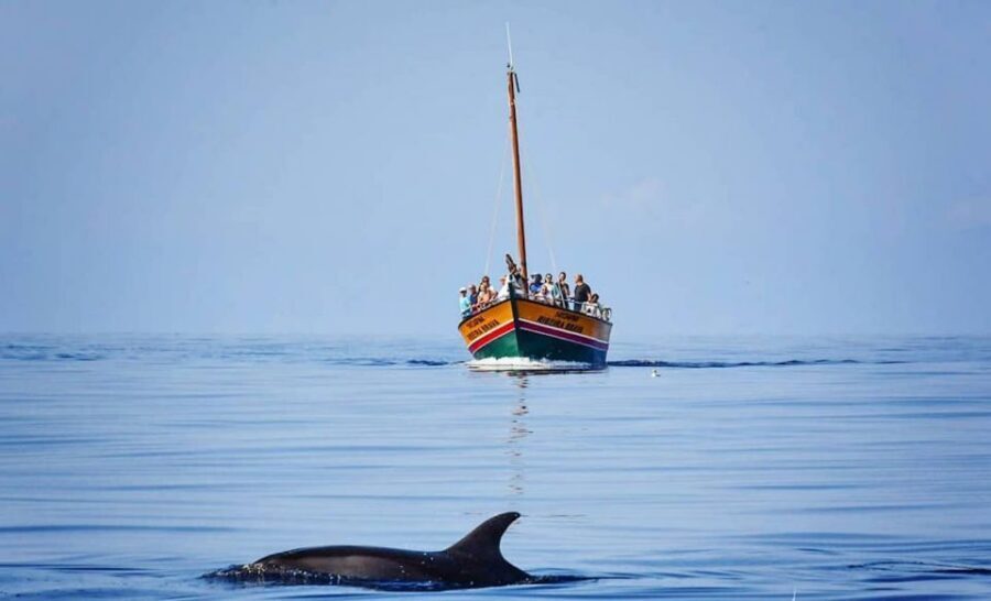 Madeira: Whale Watching Excursion in a Traditional Vessel - Wildlife spotting from the right angles: dolphins, whales, and the bonus species