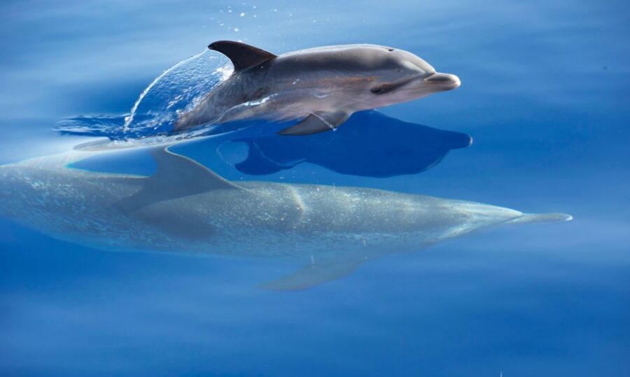 Madeira: Whale Watching Excursion in a Traditional Vessel - The 2.5-hour flow: how the time usually feels on the water