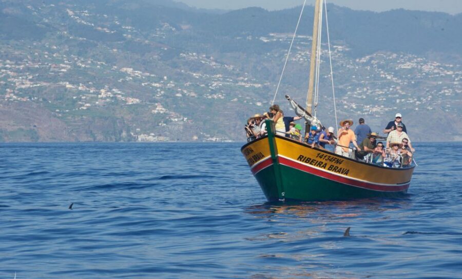 Madeira: Whale Watching Excursion in a Traditional Vessel - What makes the experience feel respectful (and why you should care)