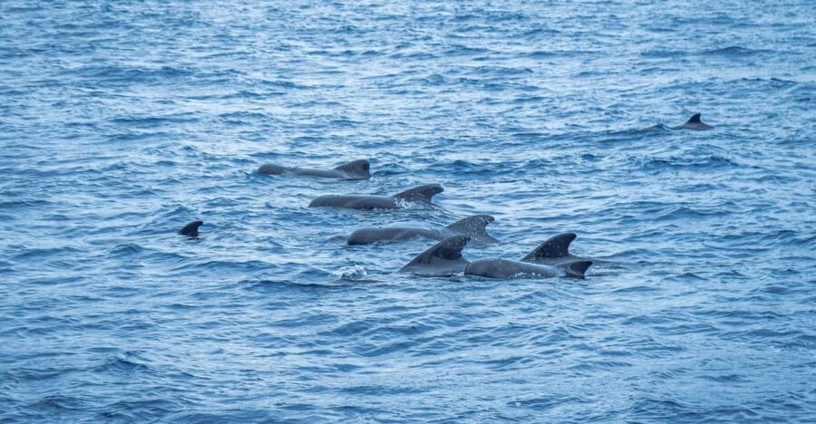 Madeira : Whales and Dolphins wooden boat excursion - Key Things I’d Watch For on This Madeira Whale and Dolphin Tour