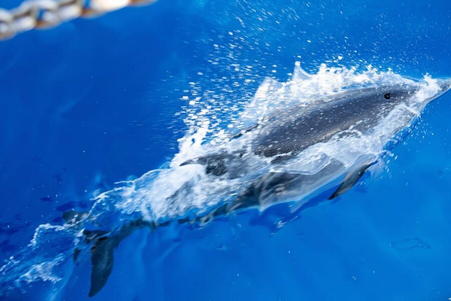 Madeira : Whales and Dolphins wooden boat excursion - What to Bring for a Windy, Sun-Strong Madeira Afternoon