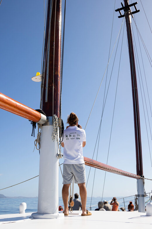 Madeira : Whales and Dolphins wooden boat excursion - Whales and Dolphins on a Wooden Boat: The Real Experience