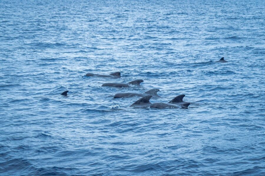 Madeira : Whales and Dolphins wooden boat excursion - How the Crew Improves Your Odds (Even When Wildlife Is Shy)