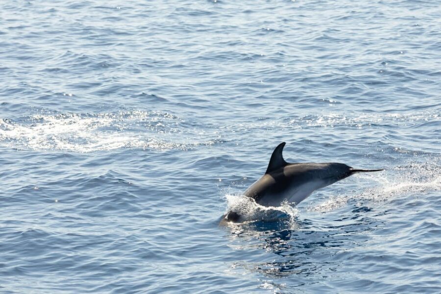 Madeira : Whales and Dolphins wooden boat excursion - Cabo Girão Swimming Stop: How It Works and What to Expect