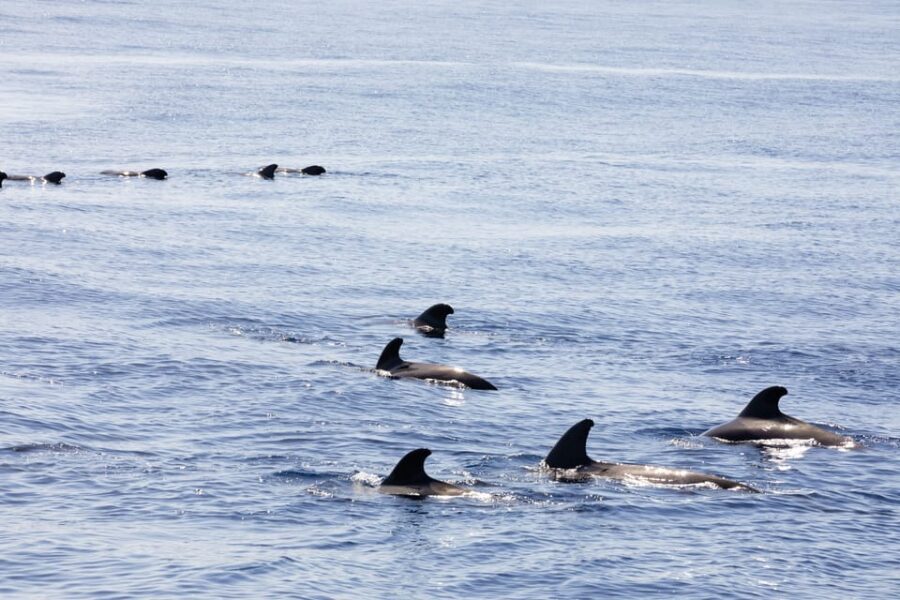 Madeira : Whales and Dolphins wooden boat excursion - Boat Comfort Details That Actually Matter