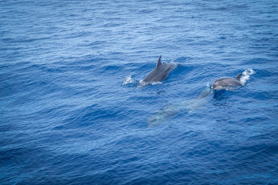 Madeira : Whales and Dolphins wooden boat excursion - What’s Included (and What You’ll Need to Arrange)