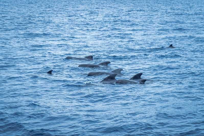 Madeira : Whales and Dolphins wooden boat excursion - Getting on Board in Funchal: Pier 8 and Bonita da Madeira Kiosk