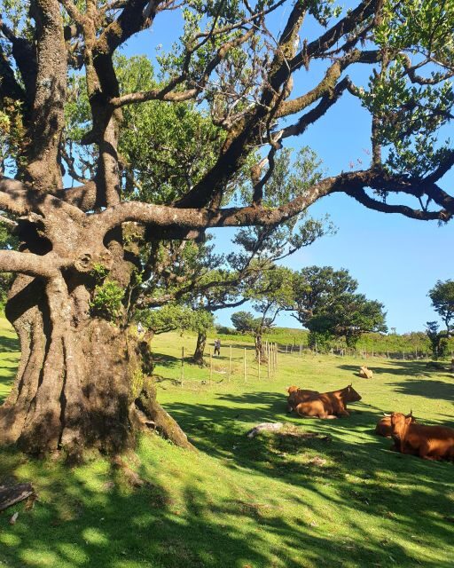 Madeira Wild West 4X4 Tour Safari - Paul da Serra: Mountain Plateau Views (and a Slow Pause)