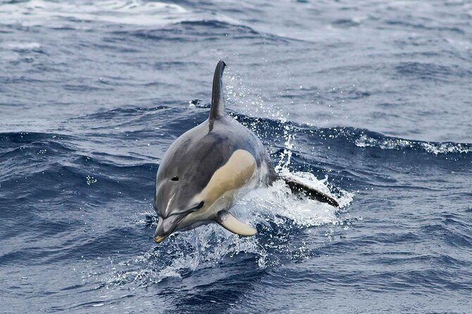 Magic Dolphin Sea Safaris - Speedboat sea safari from Funchal Marina: the 2-hour rhythm