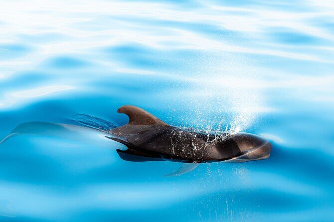 Magic Dolphin Sea Safaris - Comfort on fast water: rebuilt 250hp engines and what to wear