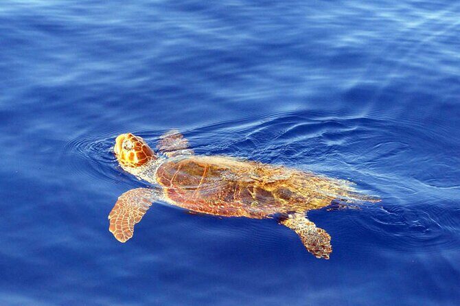 Magic Dolphin Sea Safaris - Price and value at $60.49, plus the free second try