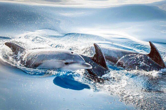 Magic Dolphin Sea Safaris - What’s included, what isn’t, and where you start in Funchal