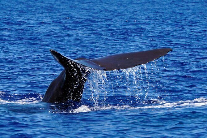 Magic Dolphin Sea Safaris - Who should book Magic Dolphin and who should think twice
