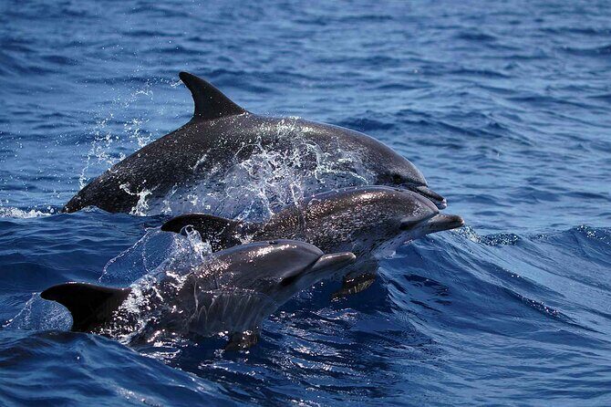 Magic Dolphin Sea Safaris - Should you book Magic Dolphin Sea Safaris?