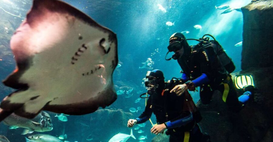 Porto Moniz: Diving with Sharks and Rays in Madeira Aquarium - Key highlights you’ll care about