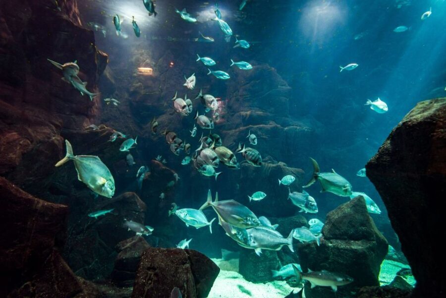 Porto Moniz: Diving with Sharks and Rays in Madeira Aquarium - The Madeira Aquarium setup: why the sharks feel personal