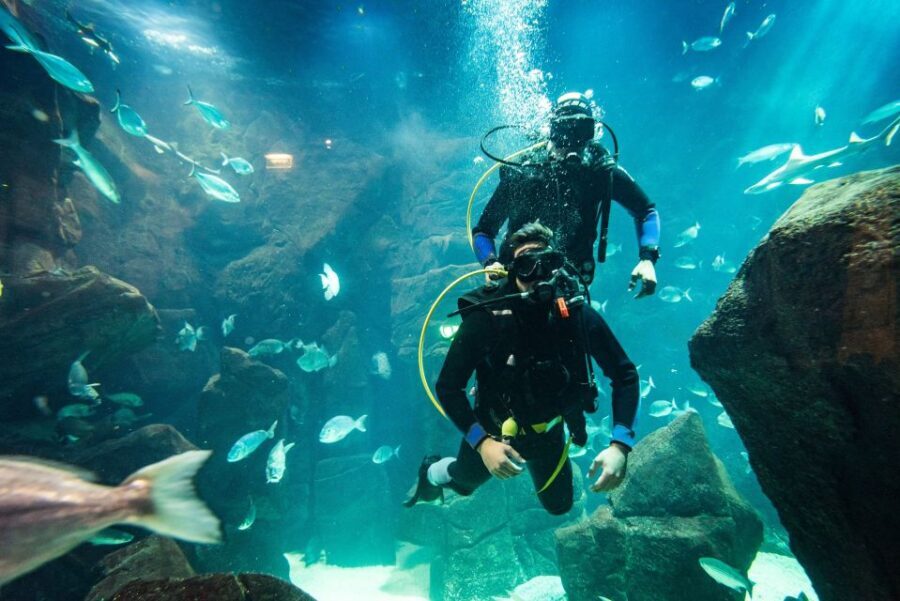 Porto Moniz: Diving with Sharks and Rays in Madeira Aquarium - Safety and who this is (and isn’t) for