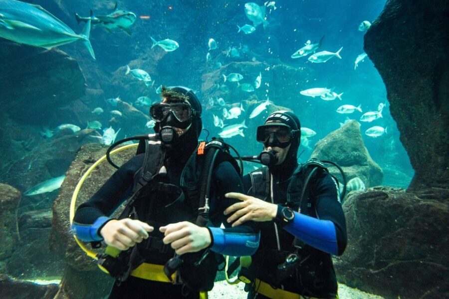 Porto Moniz: Diving with Sharks and Rays in Madeira Aquarium - Pre-session warm-up in the natural pool (where nerves usually go away)