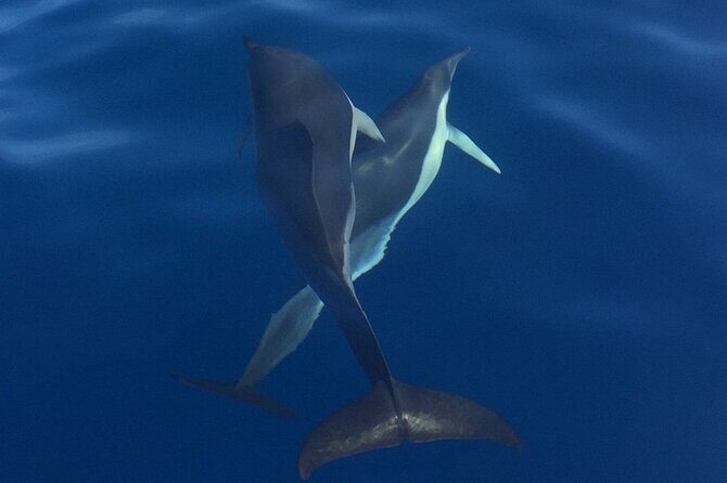 Private Dolphin and Whale Watching Tour in Madeira - Snorkeling and swimming: the onboard comfort that makes it worth it